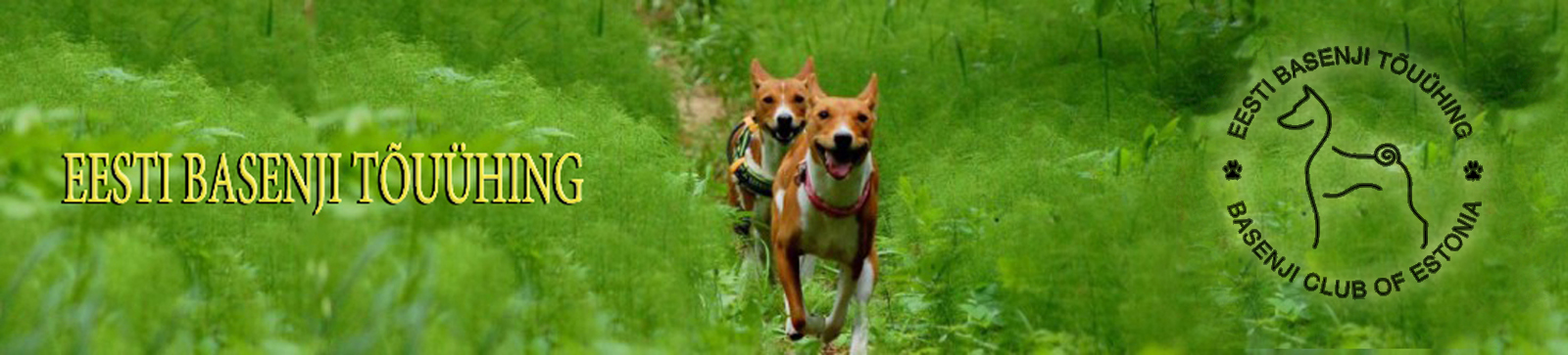 EESTI BASENJI TÕUÜHING