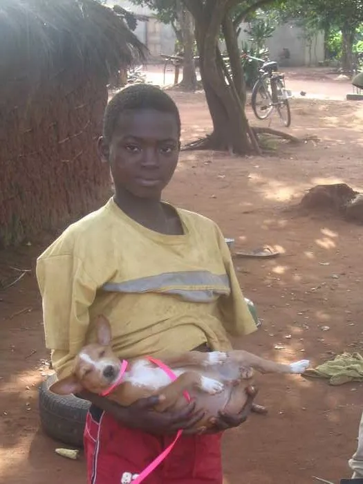 Basenjid Aafrikas