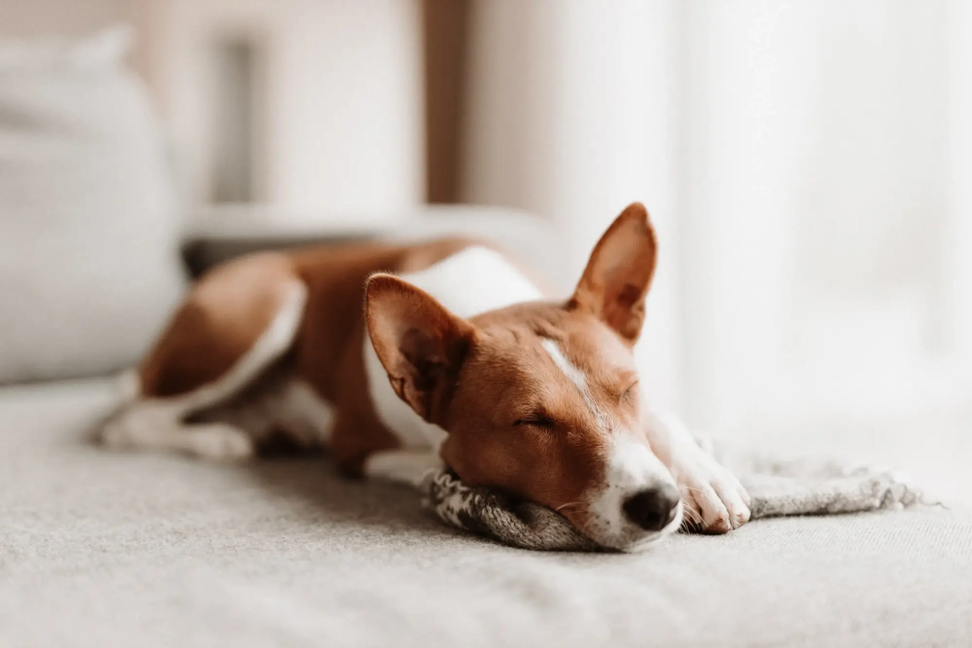 Basenji magab diivanil pehme teki peal