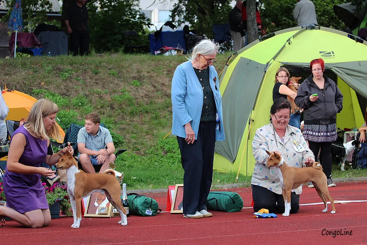 Basenji erinäitus 2013: tõu parim (Libertas Laisves Vejas) ja vastassugupoole parim (Rosne’s Retro Rimembranza)
