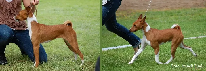 Basenji näituseseisus ja traavis