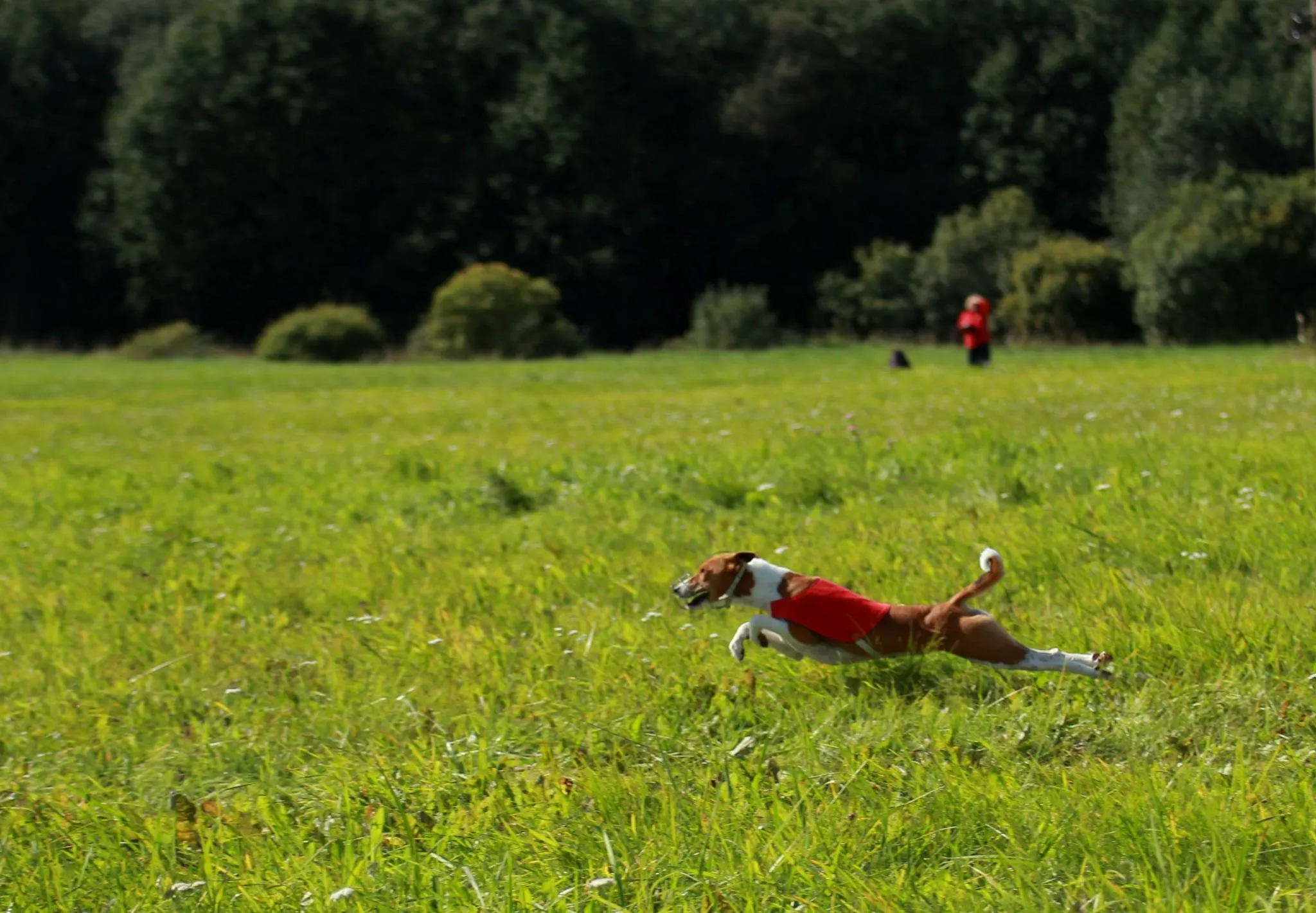 Basenji jookseb rohul